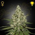 Super Lemon Haze (Greenhouse Seeds) feminized
