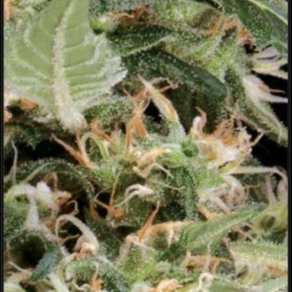 Arjan's Ultra Haze 1 (Greenhouse Seeds) feminized