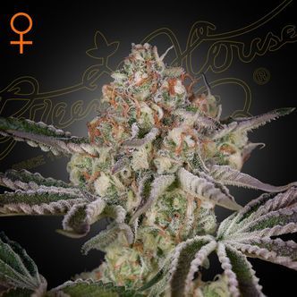 Great White Shark (Greenhouse Seeds) feminized