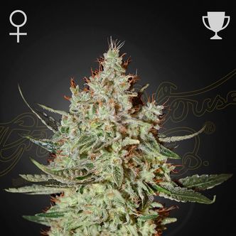 GH Cheese (Greenhouse Seeds) feminized
