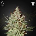 GH Cheese (Greenhouse Seeds) feminized