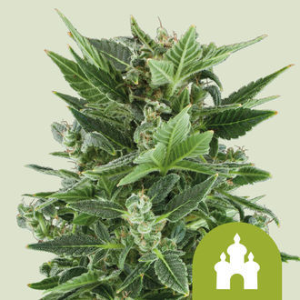 Royal Kush Autoflower (Royal Queen Seeds) feminized