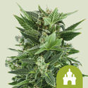 Royal Kush Autoflower (Royal Queen Seeds) feminized