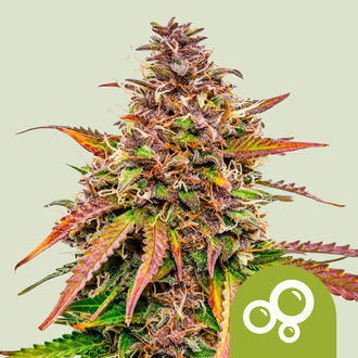 Bubble Kush Autoflower (Royal Queen Seeds) feminized