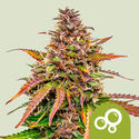 Bubble Kush Autoflower (Royal Queen Seeds) feminized