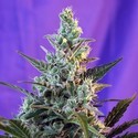 Sweet Skunk Auto (Sweet Seeds) feminized