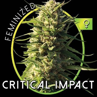 Critical Impact (Vision Seeds) feminized