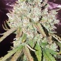 Auto Ultimate (Dutch Passion) feminized