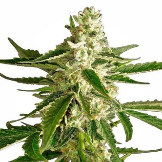 White Diesel Haze Autoflower (White Label) feminized