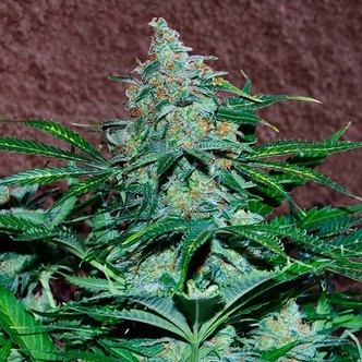 Amnesia Ryder Autoflower (World of Seeds) feminized