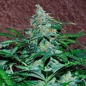 Amnesia Ryder Autoflower (World of Seeds) feminized