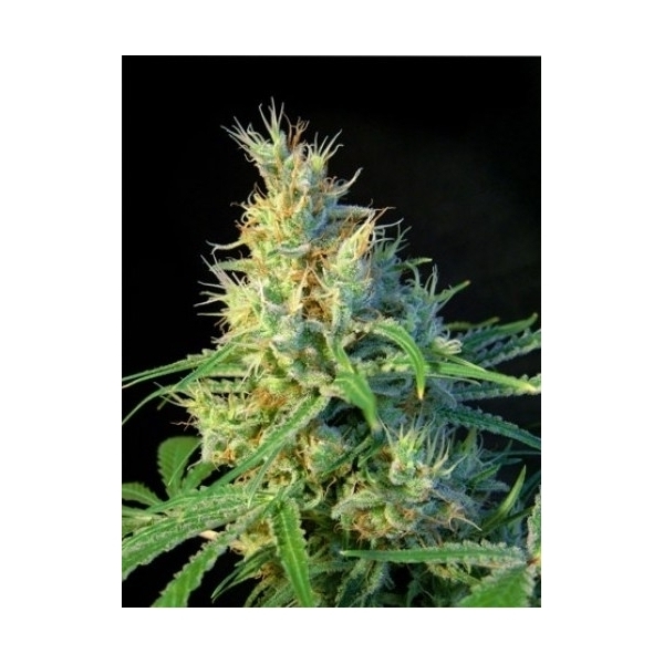 Psicodelicia (Sweet Seeds) feminized