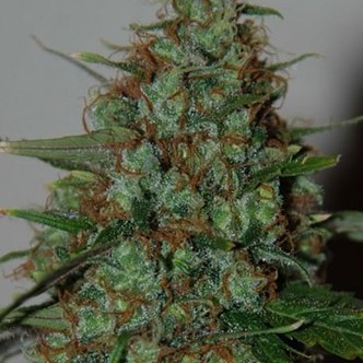 Wild Thailand Ryder Autoflower (World of Seeds) feminized