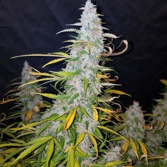 Californian Snow Auto (FastBuds) feminized