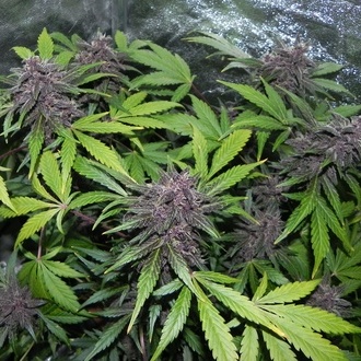 LSD-25 Auto (FastBuds) feminized