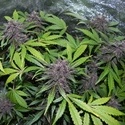 LSD-25 Auto (FastBuds) feminized