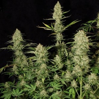 Delahaze (Paradise Seeds) feminized