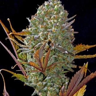 Pineapple Express Auto (FastBuds) feminized