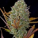 Pineapple Express Auto (FastBuds) feminized