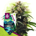 Northern Lights (Zamnesia Seeds) feminized
