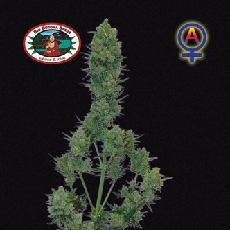 Blue Cheese Autoflower (Big Buddha Seeds) feminized