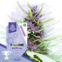 Blueberry Autoflower (Zamnesia Seeds) feminized