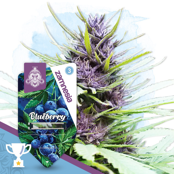Blueberry Autoflower (Zamnesia Seeds) feminized