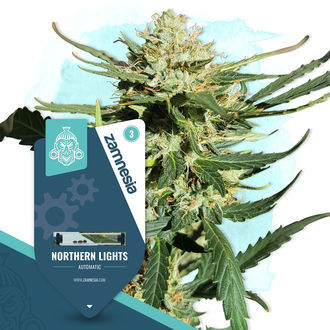 Northern Lights Autoflower (Zamnesia Seeds) feminized