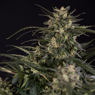 Northern Lights Autoflower (Zamnesia Seeds) feminized
