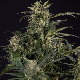 Northern Lights Autoflower (Zamnesia Seeds) feminized