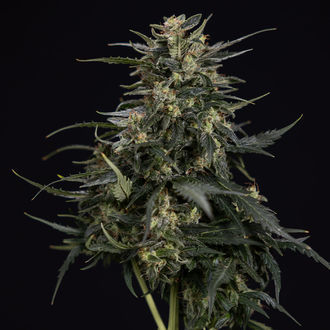 Northern Lights Autoflower (Zamnesia Seeds) feminized