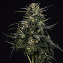 Northern Lights Autoflower (Zamnesia Seeds) feminized