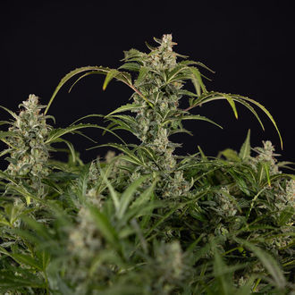 Northern Lights Autoflower (Zamnesia Seeds) feminized