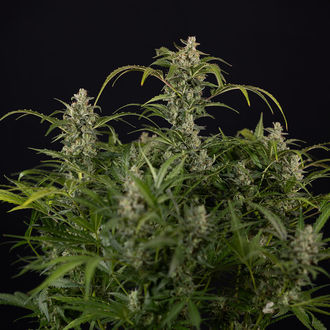 Northern Lights Autoflower (Zamnesia Seeds) feminized