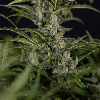 Northern Lights Autoflower (Zamnesia Seeds) feminized