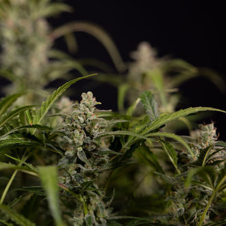 Northern Lights Autoflower (Zamnesia Seeds) feminized