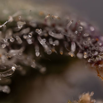 Northern Lights Autoflower (Zamnesia Seeds) feminized