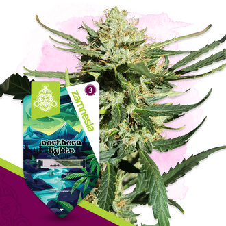 Northern Lights Autoflower (Zamnesia Seeds) feminized
