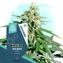 Jack Herer Autoflower (Zamnesia Seeds) feminized