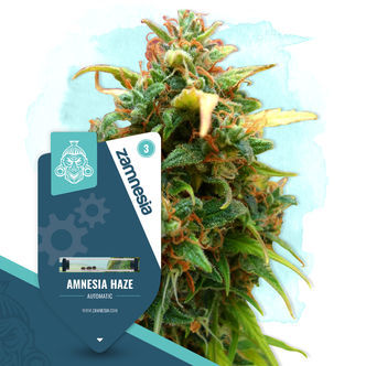 Amnesia Haze Autoflower (Zamnesia Seeds) feminized