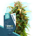 Amnesia Haze Autoflower (Zamnesia Seeds) feminized