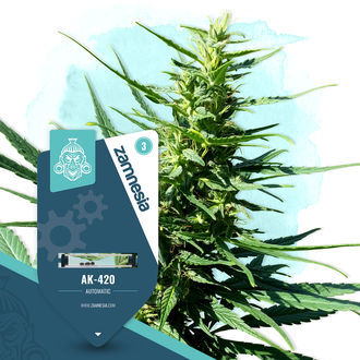 AK-420 Autoflower (Zamnesia Seeds) feminized