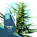 AK-420 Autoflower (Zamnesia Seeds) feminized