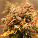 AK-420 Autoflower (Zamnesia Seeds) feminized