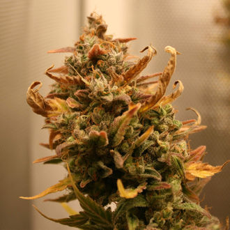 AK-420 Autoflower (Zamnesia Seeds) feminized