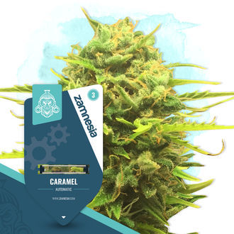 Caramel Autoflower (Zamnesia Seeds) feminized