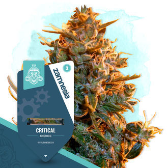 Critical Autoflower (Zamnesia Seeds) feminized