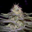 Sensi Star (Paradise Seeds) feminized