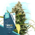 White Widow Autoflower (Zamnesia Seeds) feminized