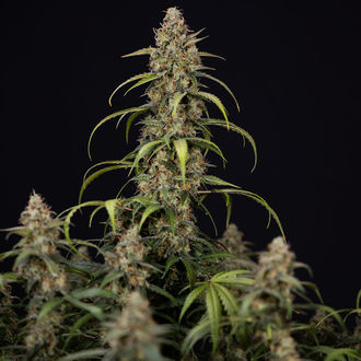 Sticky Beast Autoflower (Zamnesia Seeds) feminized